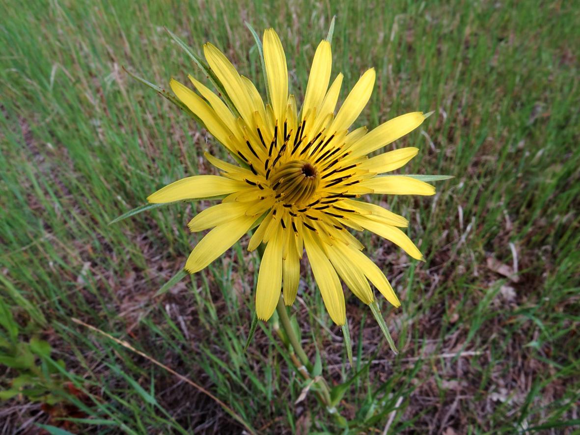 Image of Tragopogon dubius ssp. major specimen.