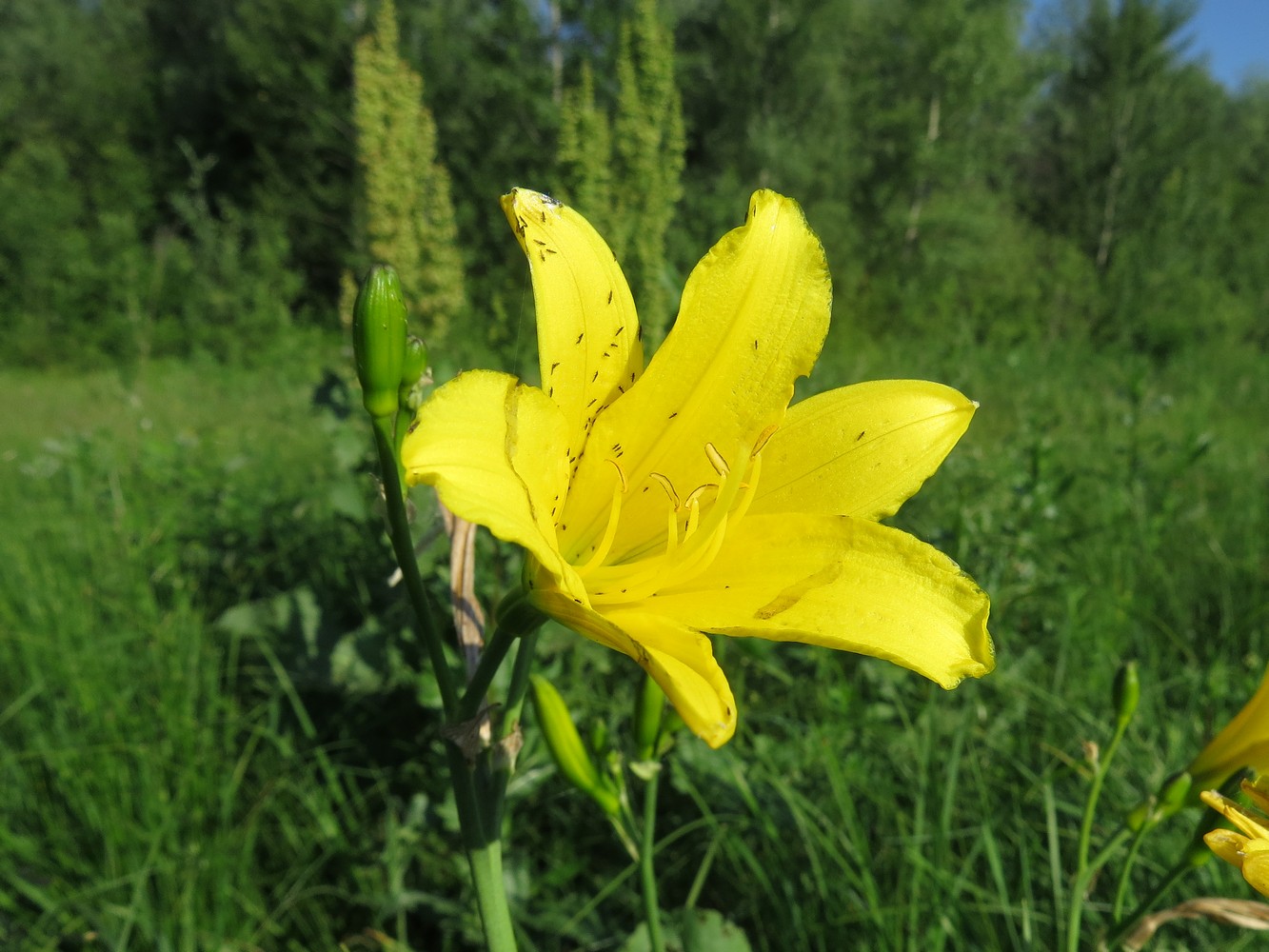 Image of Hemerocallis lilio-asphodelus specimen.