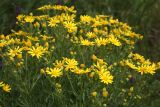 Senecio jacobaea