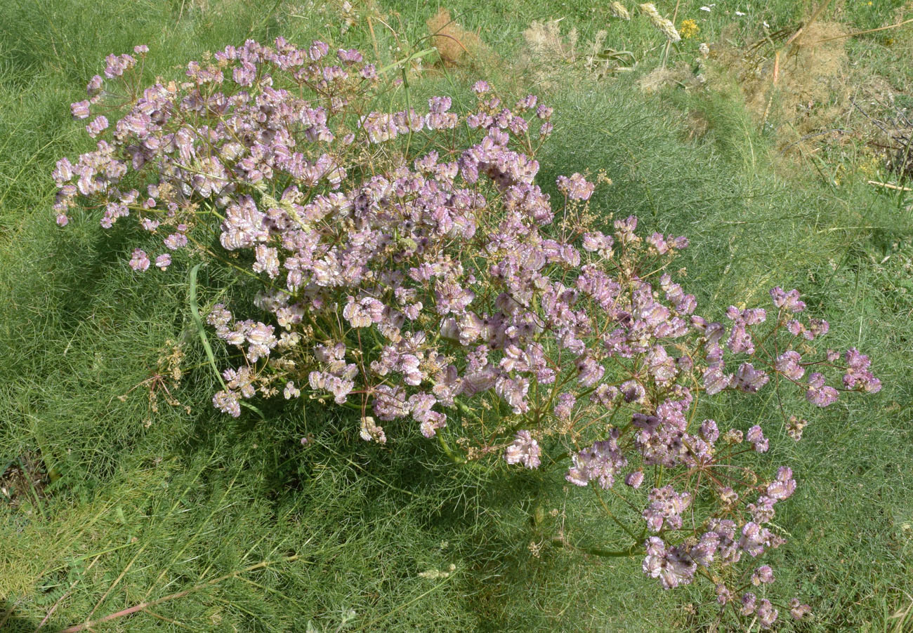 Image of Prangos pabularia specimen.