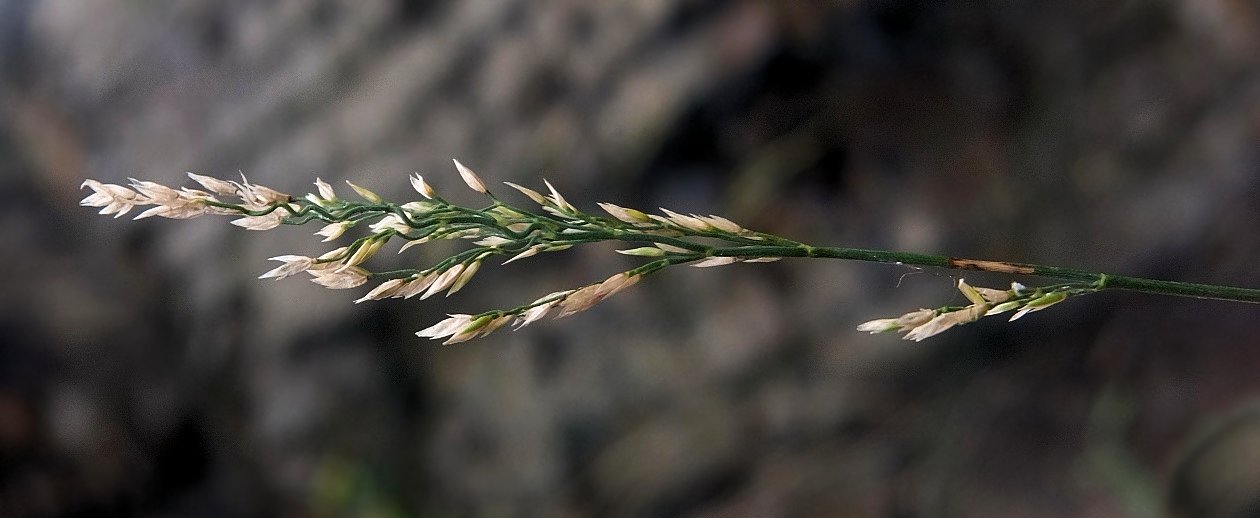 Image of Poa ochotensis specimen.