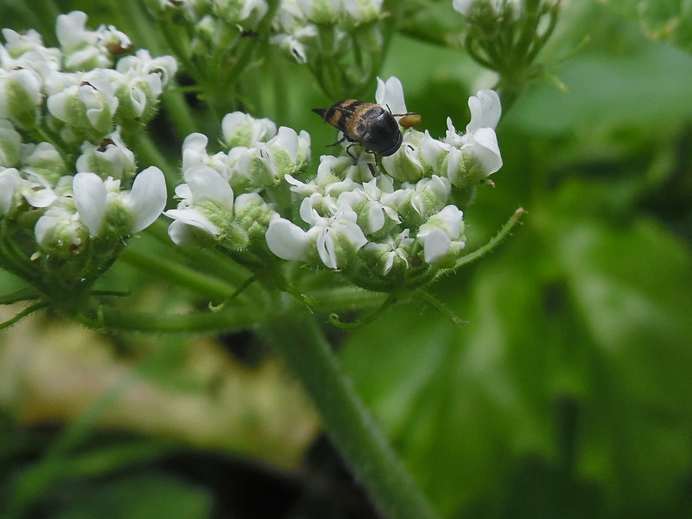 Image of Heracleum sosnowskyi specimen.