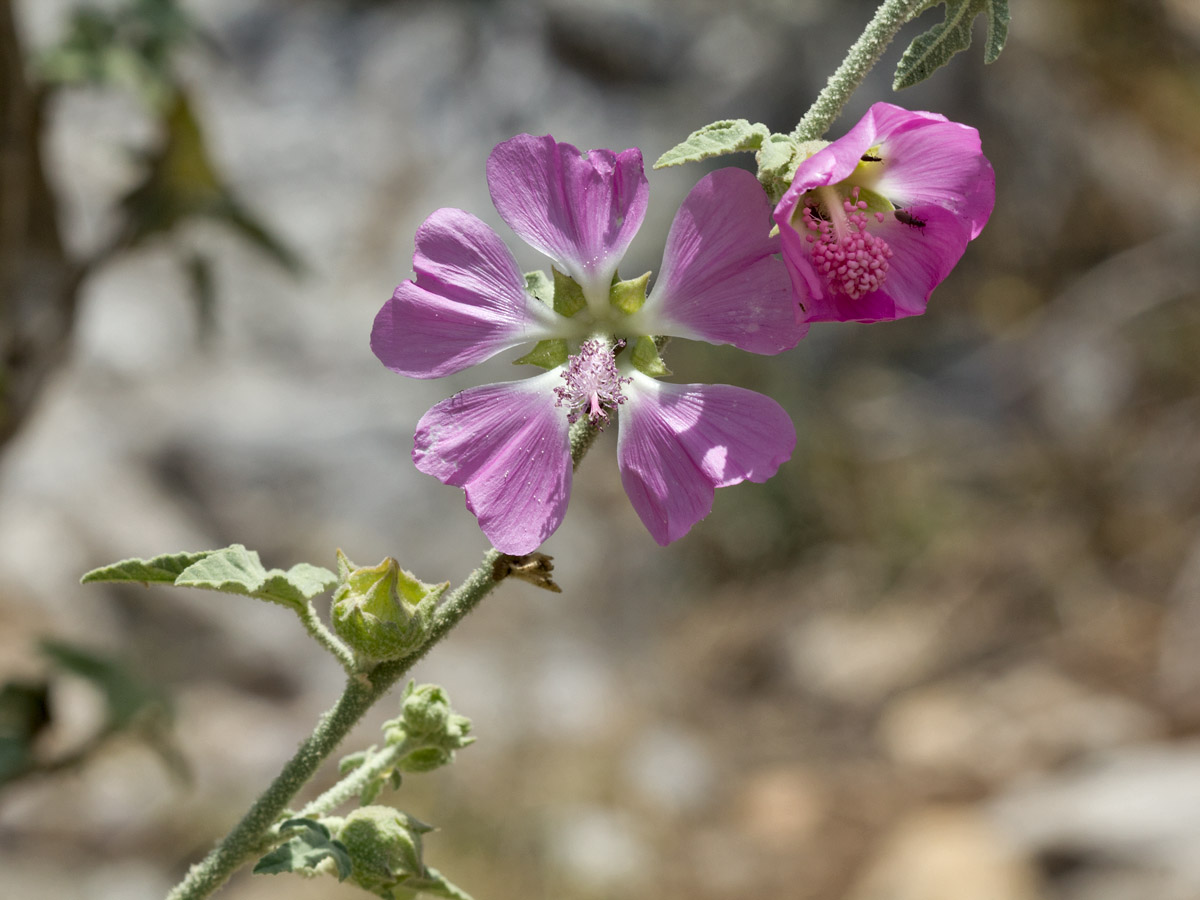 Image of Malva unguiculata specimen.