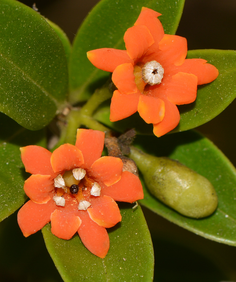 Изображение особи Bonellia macrocarpa.