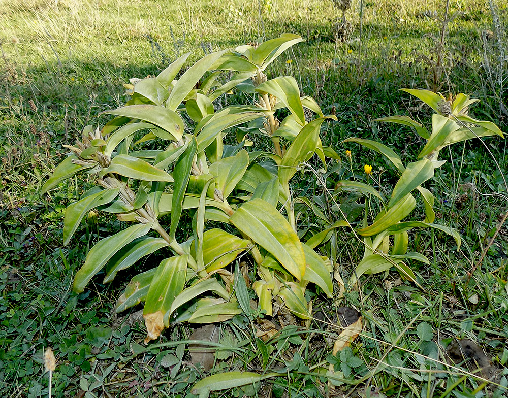 Изображение особи Gentiana cruciata.