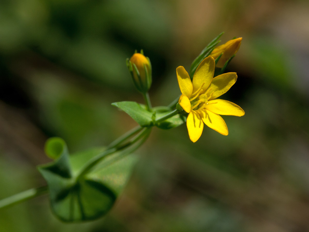 Image of Blackstonia perfoliata ssp. intermedia specimen.