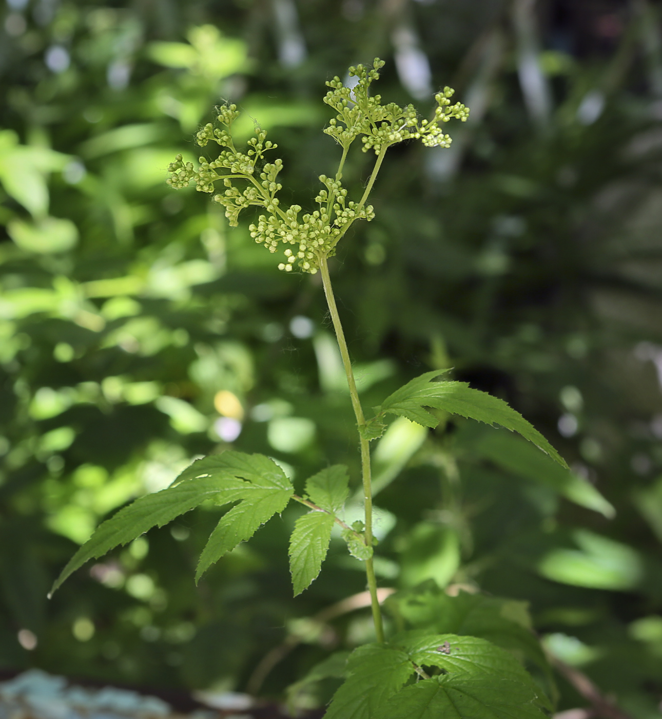 Image of Filipendula ulmaria specimen.