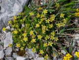 Saxifraga adenophora. Цветущие растения. Адыгея, Фишт-Оштеновский массив, гора Оштен, ≈ 2800 м н.у.м., каменистый склон. 06.07.2017.