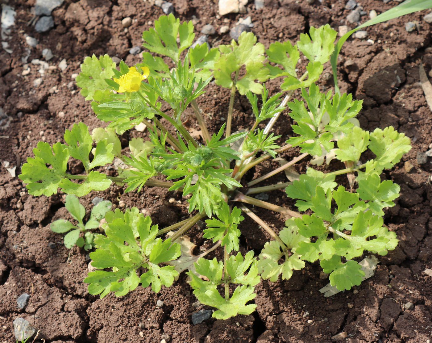 Изображение особи Ranunculus scandicinus.