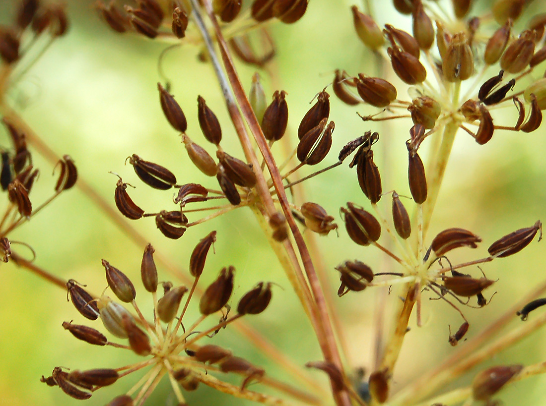 Image of Aegopodium podagraria specimen.