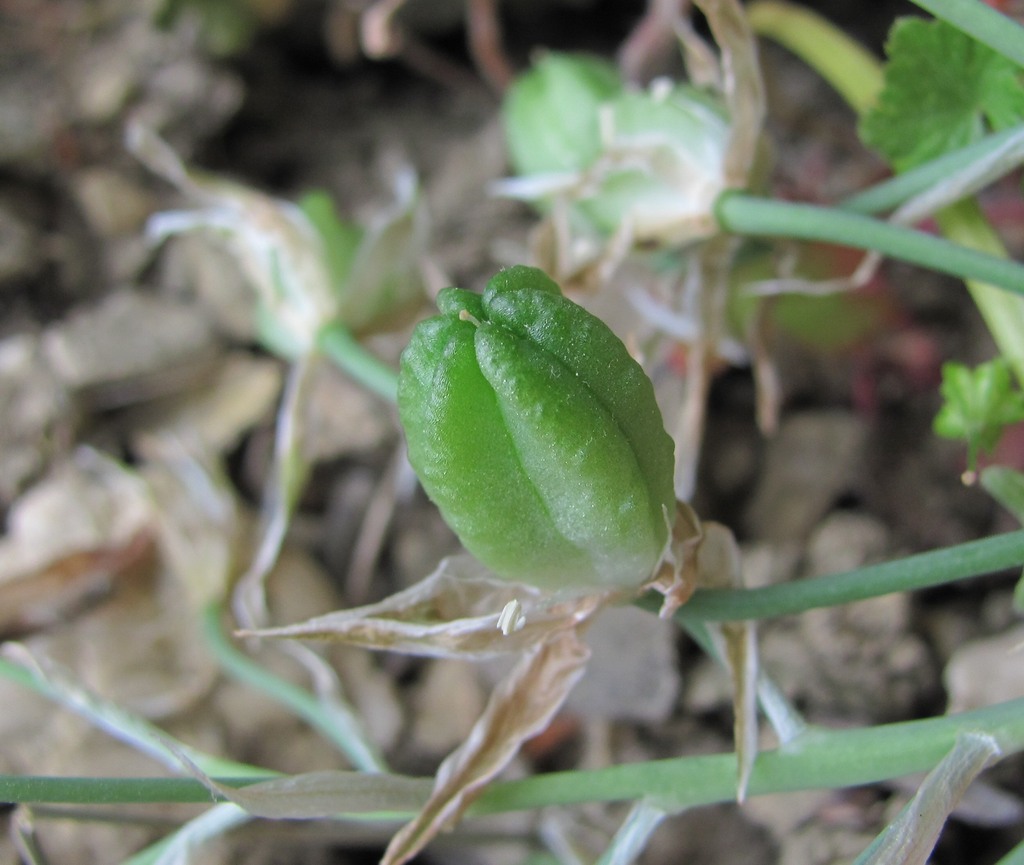 Image of Ornithogalum navaschinii specimen.