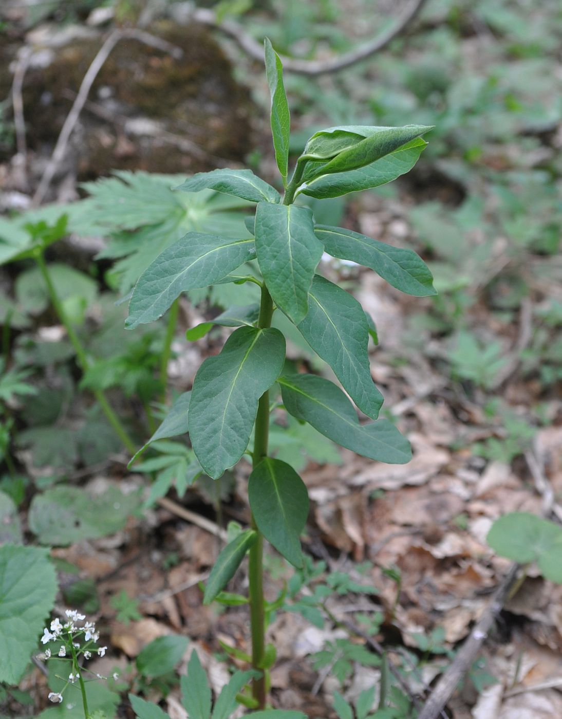 Image of genus Euphorbia specimen.