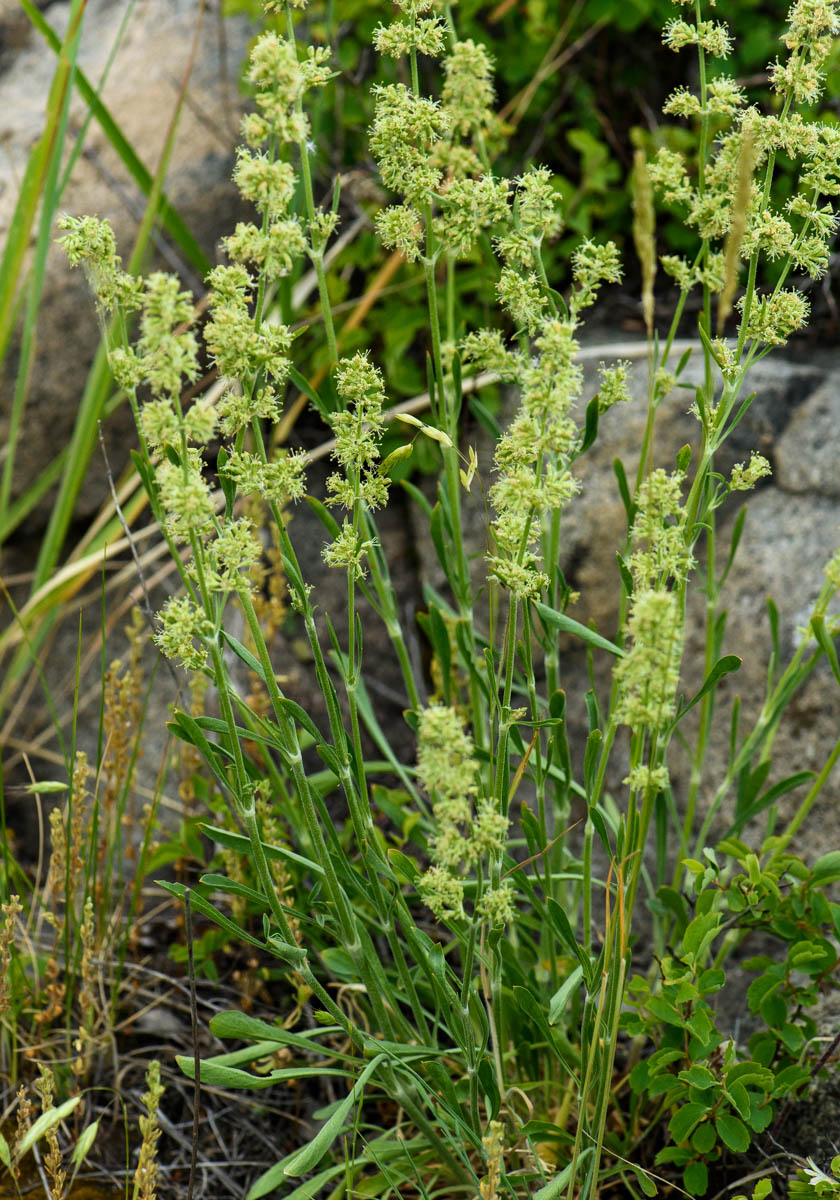 Изображение особи Silene borysthenica.