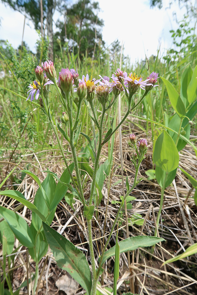 Image of Aster tataricus specimen.