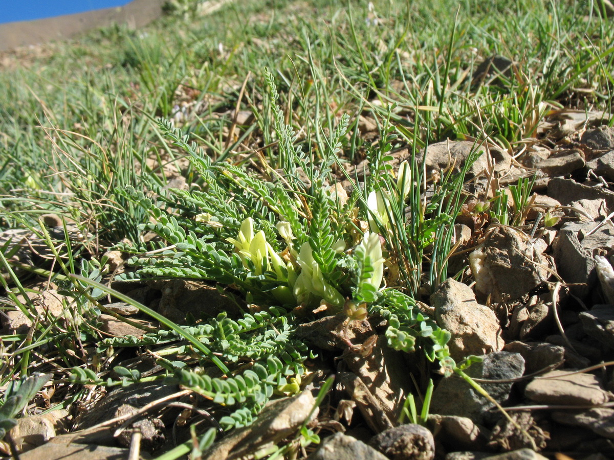 Изображение особи Astragalus chionanthus.