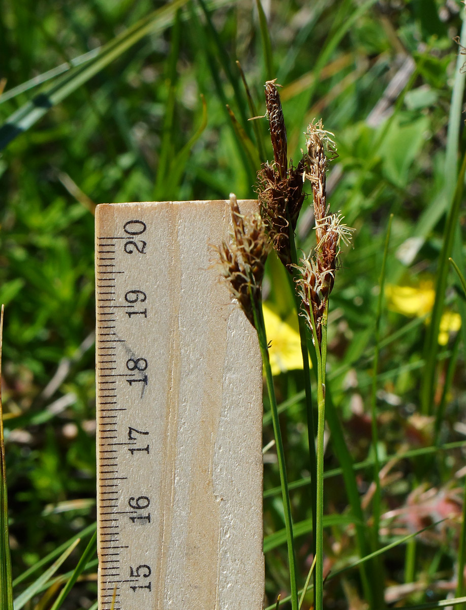 Image of genus Carex specimen.