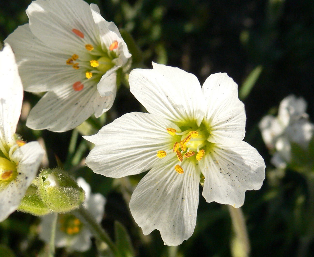 Image of Cerastium maximum specimen.