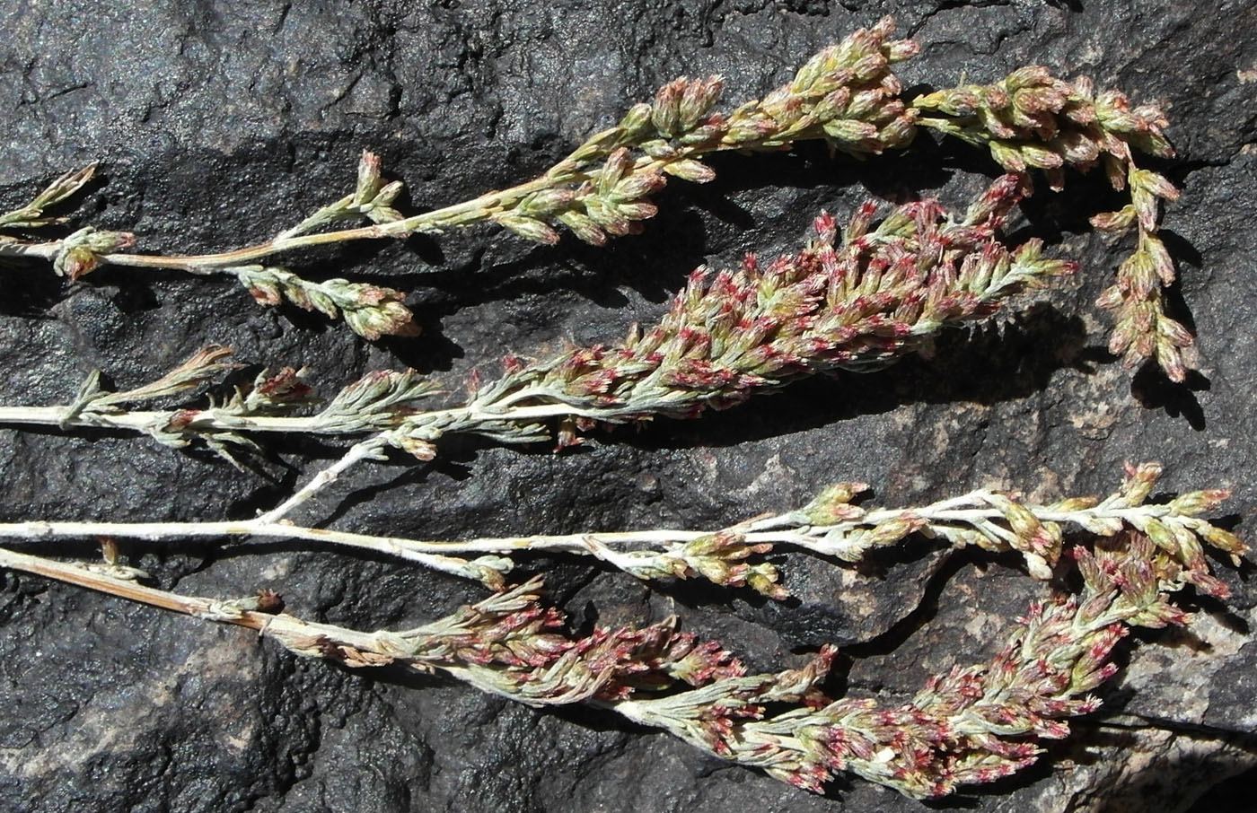 Image of genus Artemisia specimen.