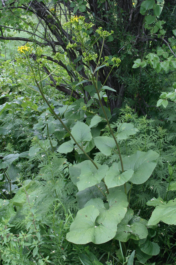 Image of Ligularia thomsonii specimen.