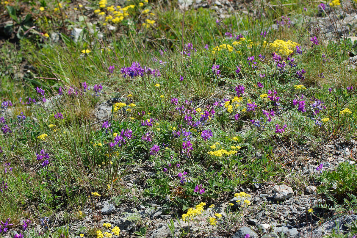 Image of Oxytropis teres specimen.