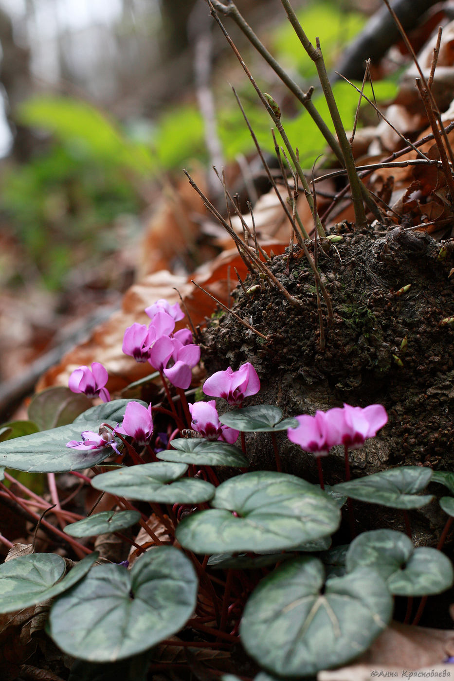 Image of Cyclamen coum specimen.