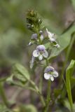 Veronica serpyllifolia. Верхушка цветущего побега. Костромская обл., Судиславский р-н, окр. дер. Антипино, обочина полевой дороги. 27.05.2018.