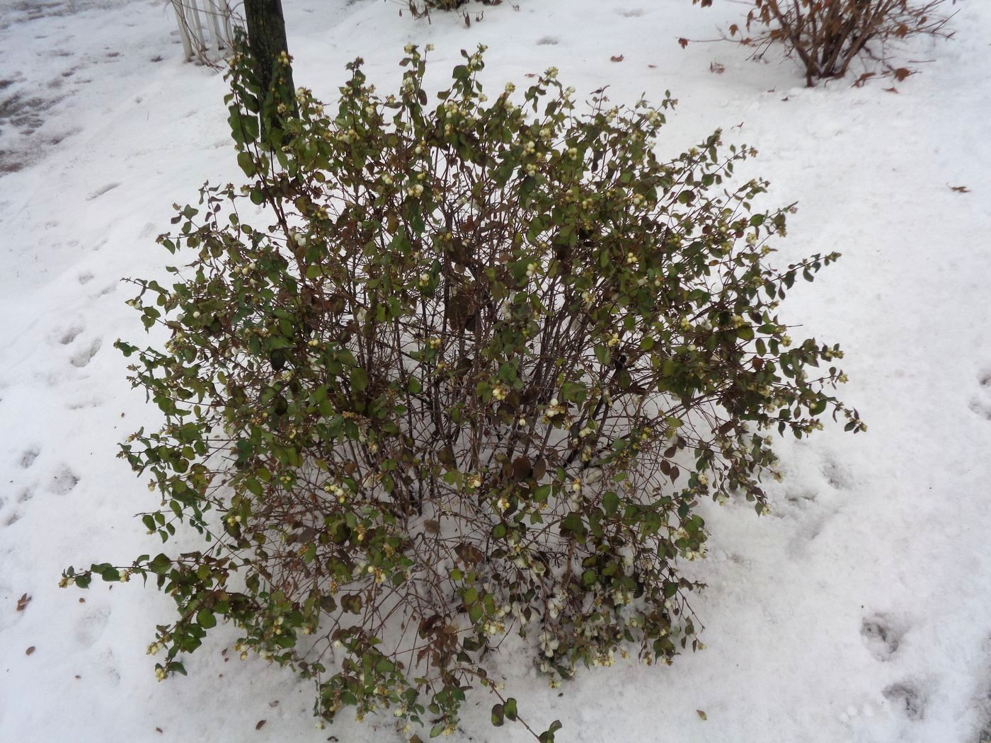 Image of Symphoricarpos albus var. laevigatus specimen.