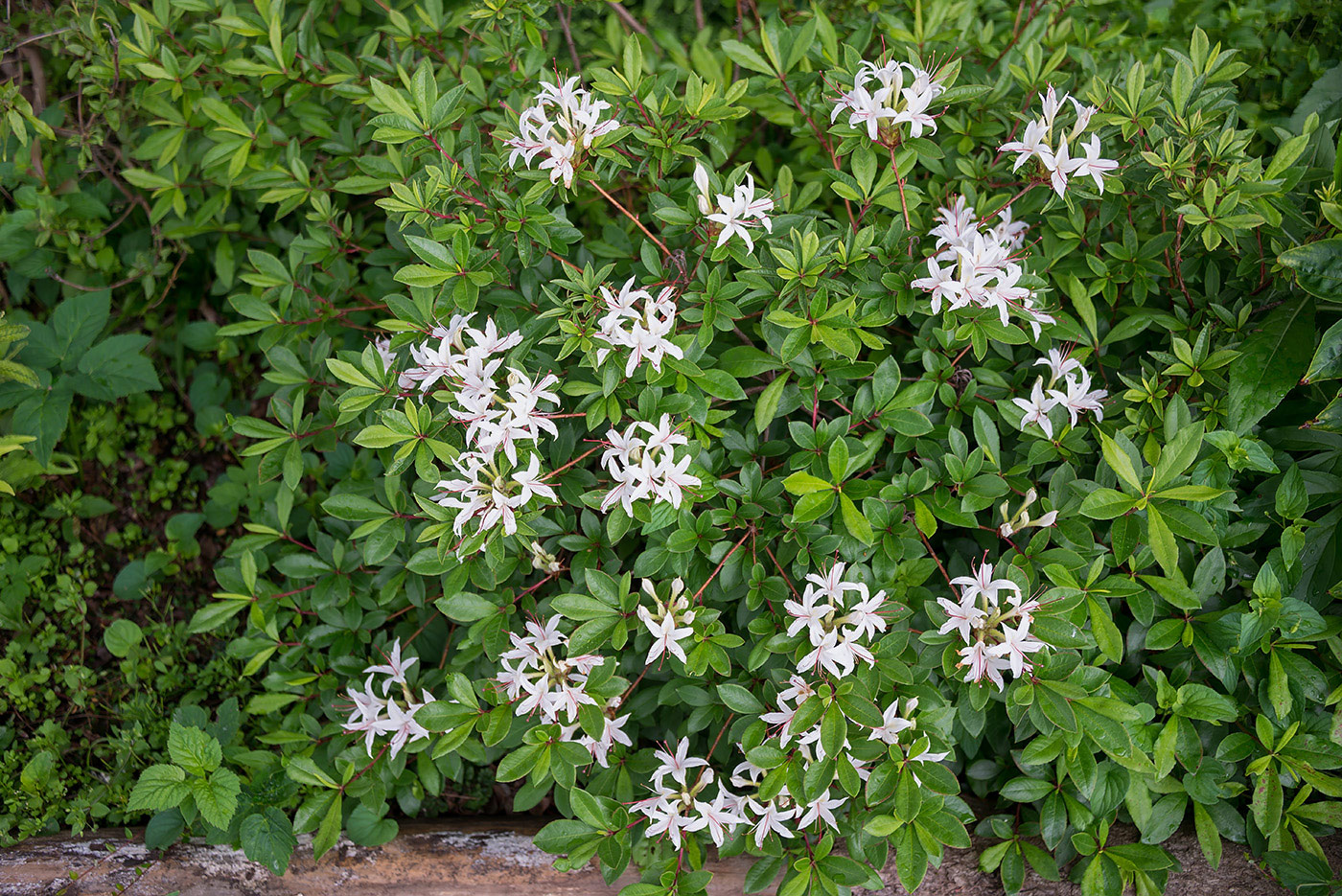 Image of genus Rhododendron specimen.