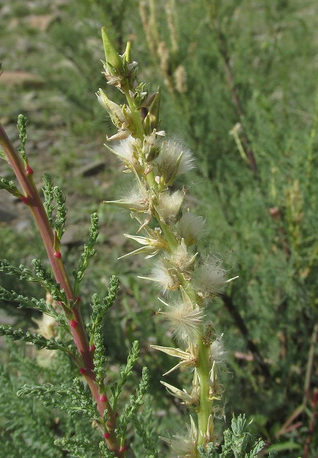 Image of Myricaria bracteata specimen.