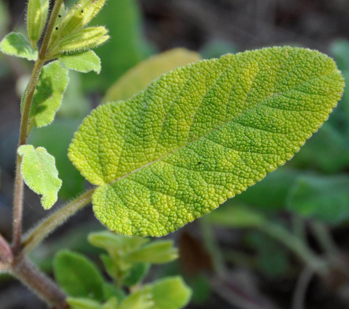 Изображение особи Salvia willeana.