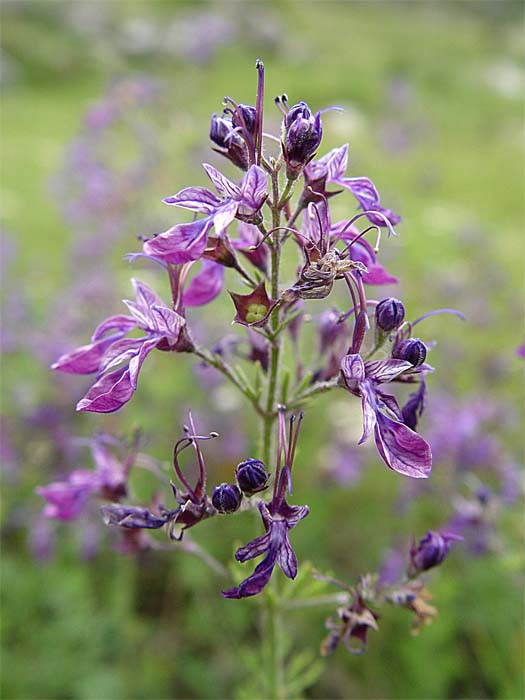 Изображение особи Teucrium orientale.