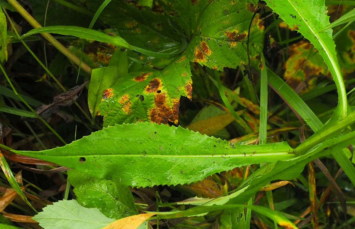 Image of Saussurea neoserrata specimen.