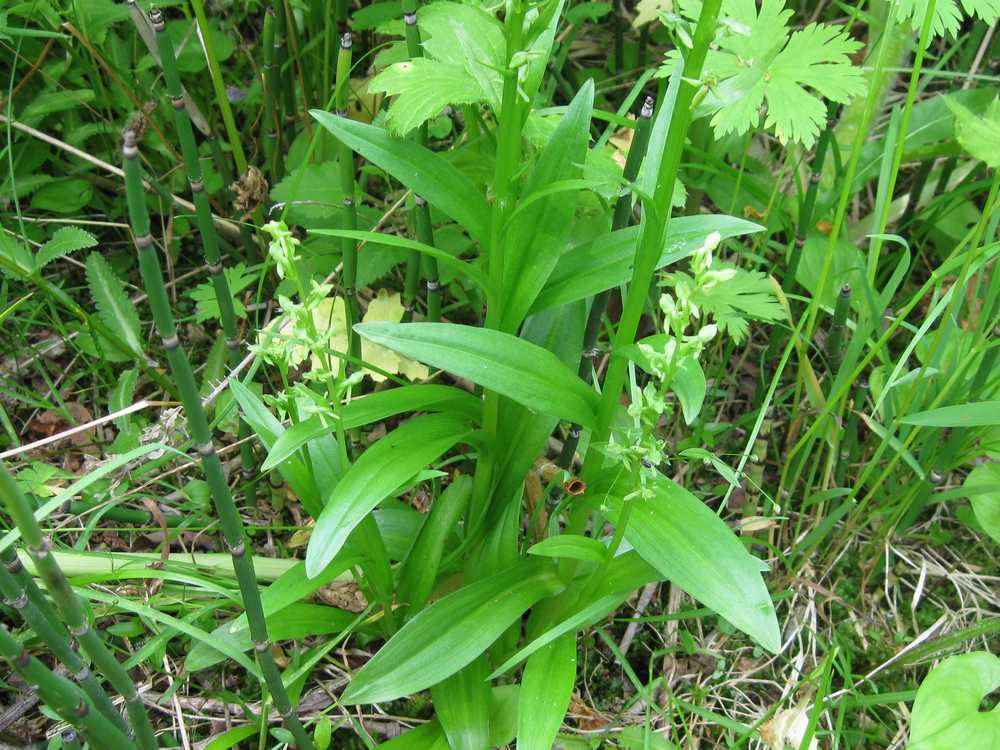 Image of Limnorchis convallariifolia specimen.