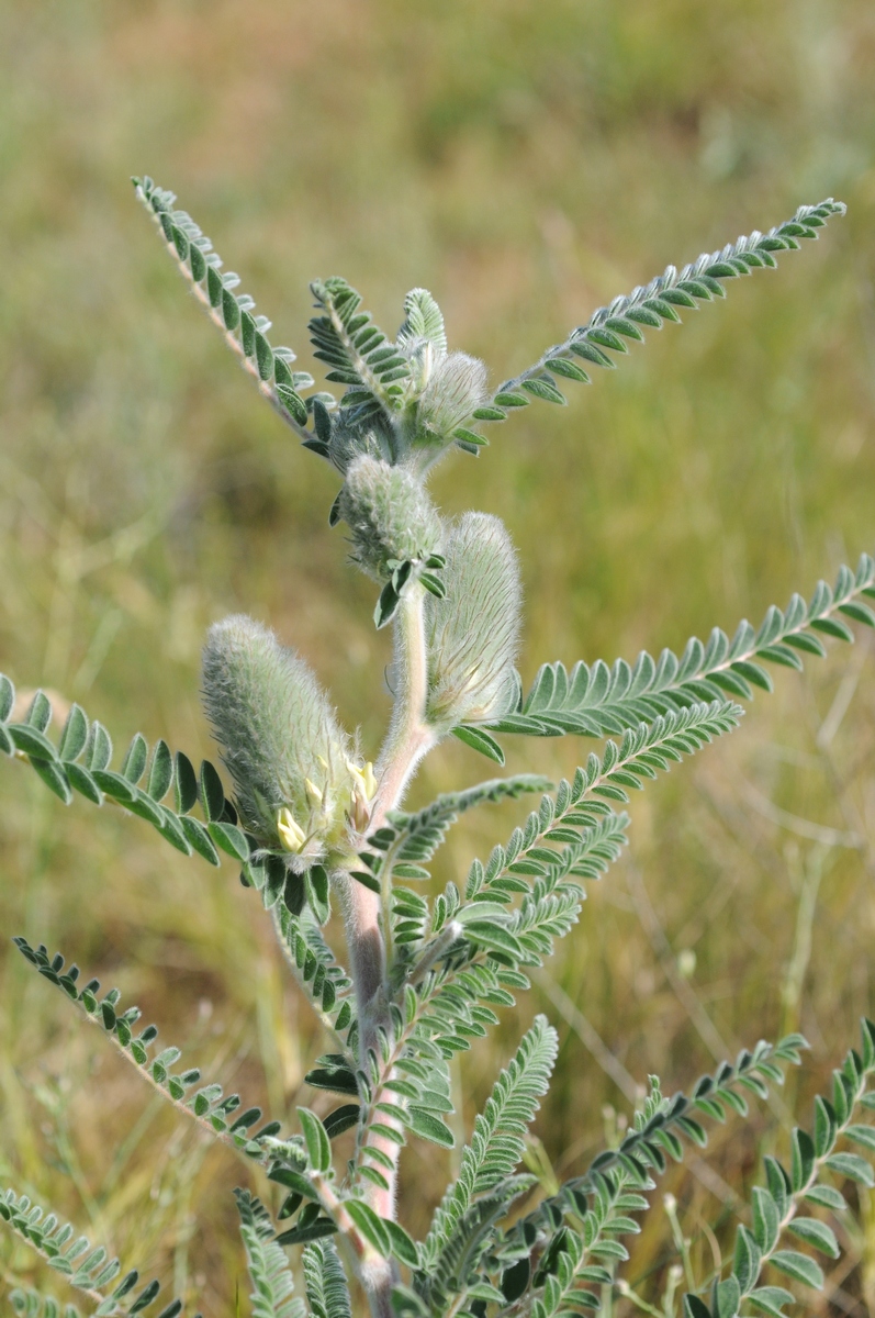 Image of Astragalus alopecias specimen.