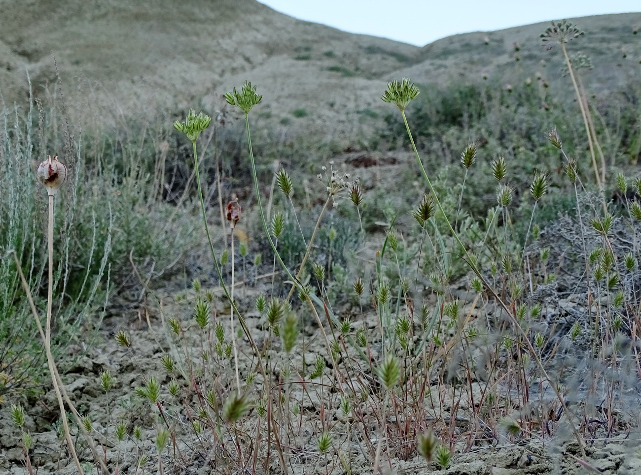 Image of genus Allium specimen.