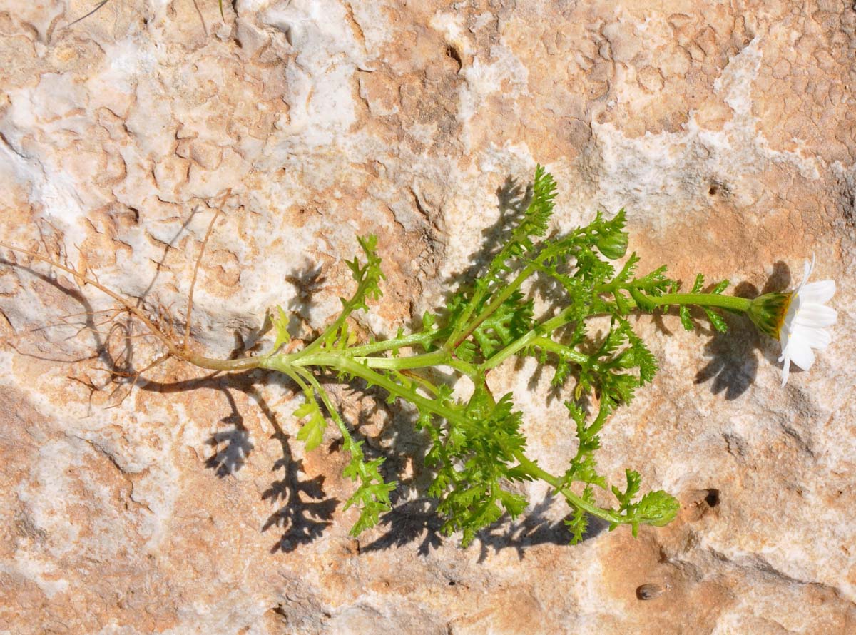 Image of genus Anthemis specimen.