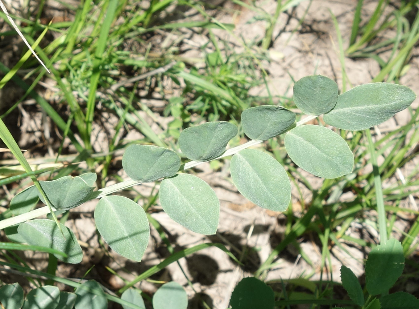 Image of Astragalus platyphyllus specimen.