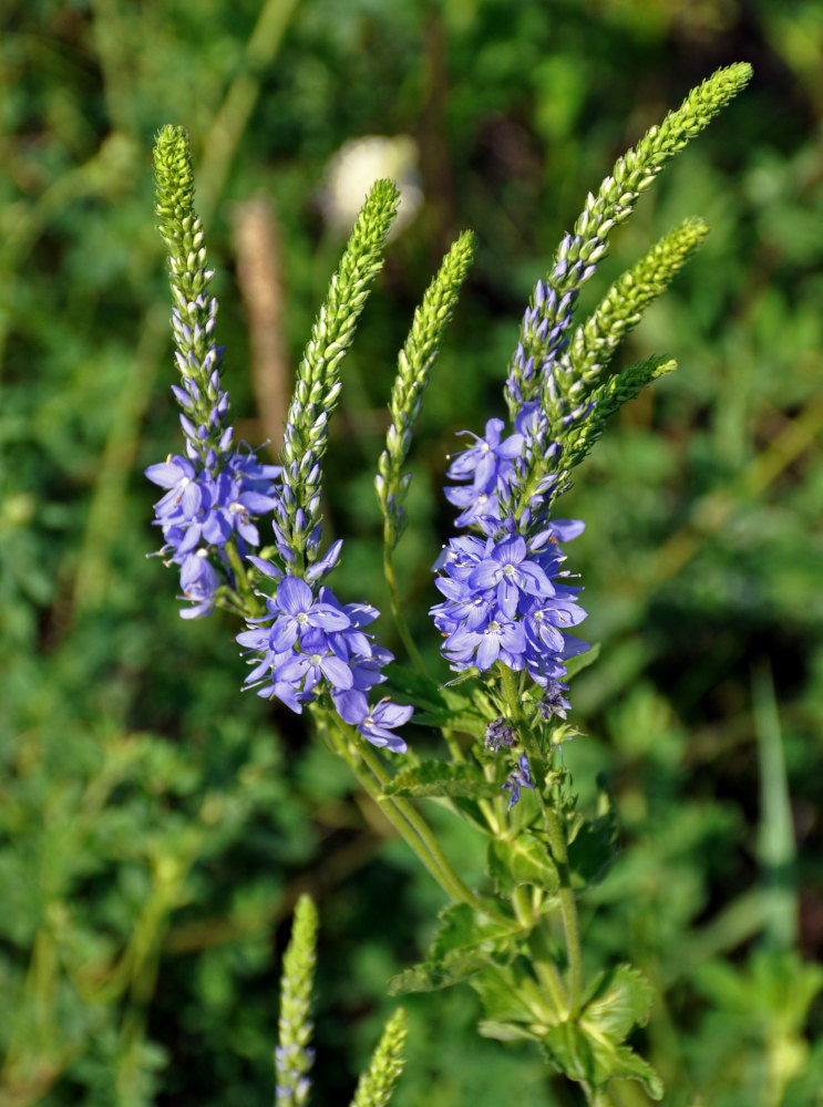 Image of Veronica teucrium specimen.