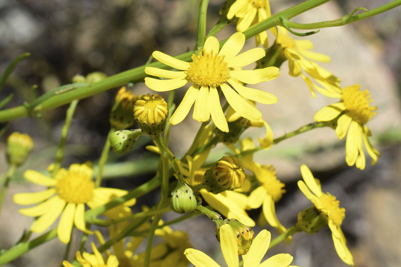 Image of Senecio inaequidens specimen.