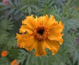 Tagetes erecta. Соцветие. Московская обл., Раменский р-н, окр. дер. Хрипань, садовый участок. 20.08.2020.