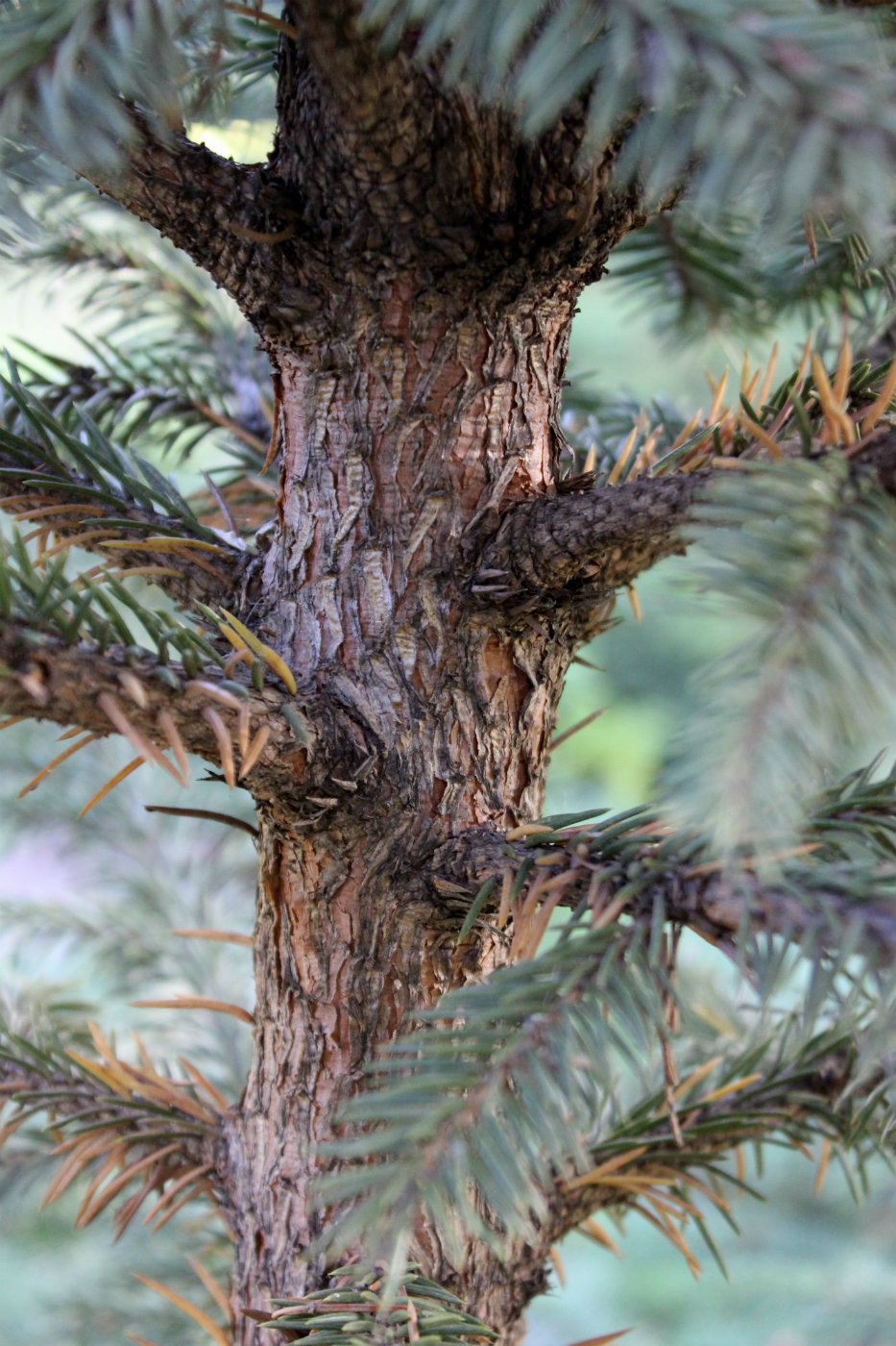 Изображение особи Picea retroflexa.