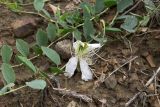 Capparis herbacea