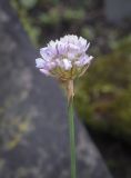 genus Armeria. Верхушка цветущего побега. Санкт-Петербург, Ботанический сад БИН РАН, альпийская горка, в культуре. 09.09.2020.