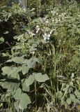 Rubus canescens