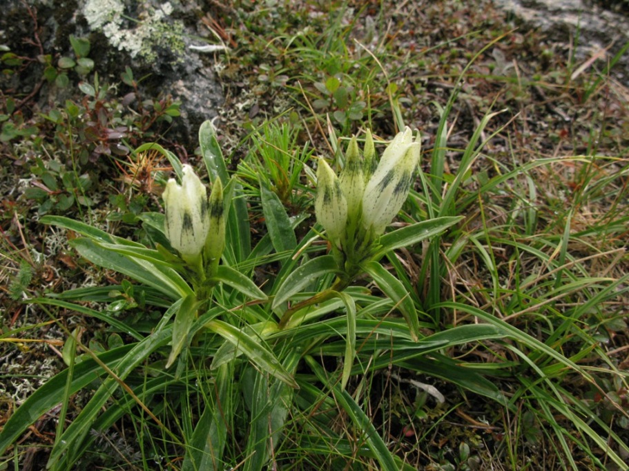 Image of Gentiana algida specimen.