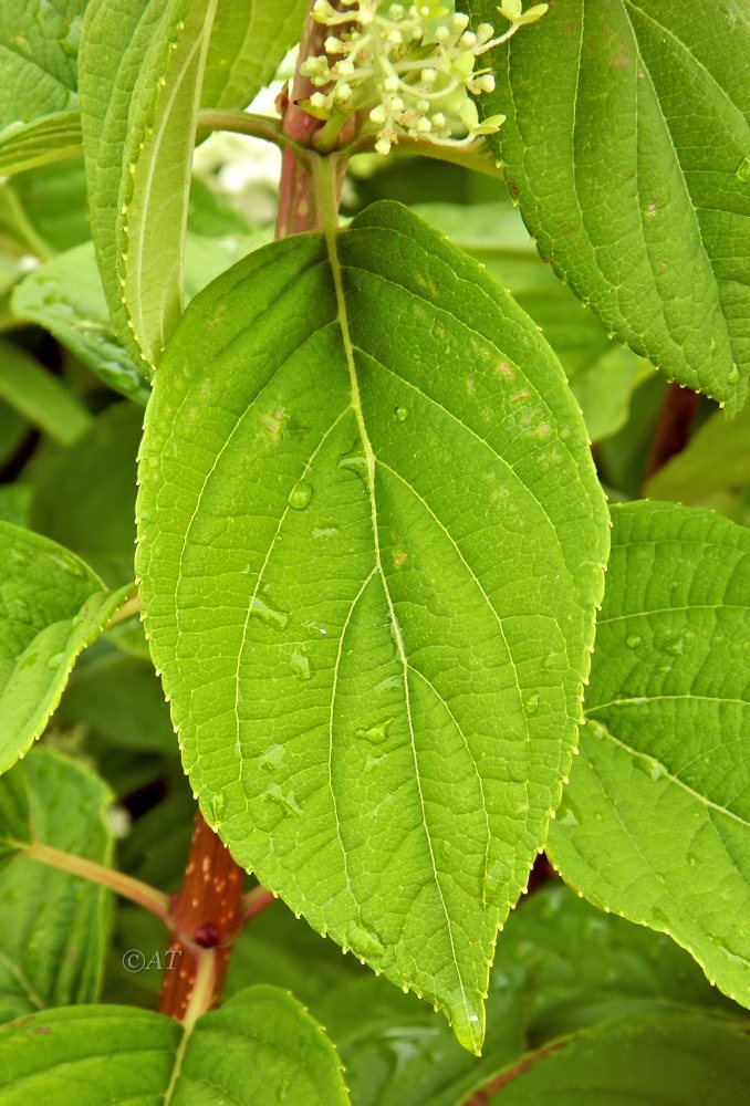 Image of Hydrangea paniculata specimen.