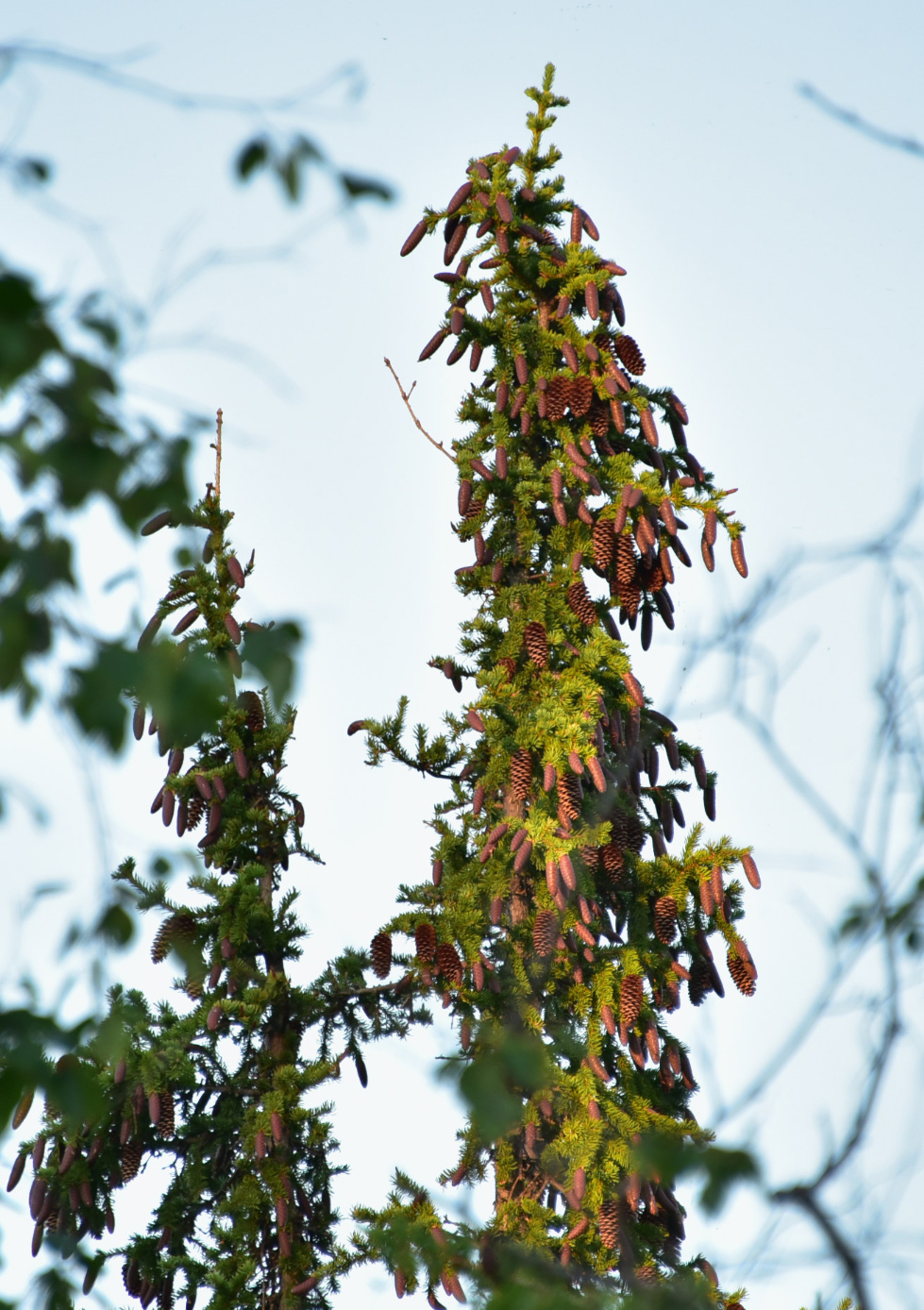 Image of Picea obovata specimen.