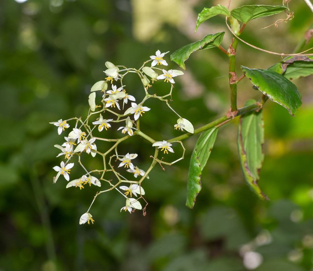 Изображение особи Begonia glabra.