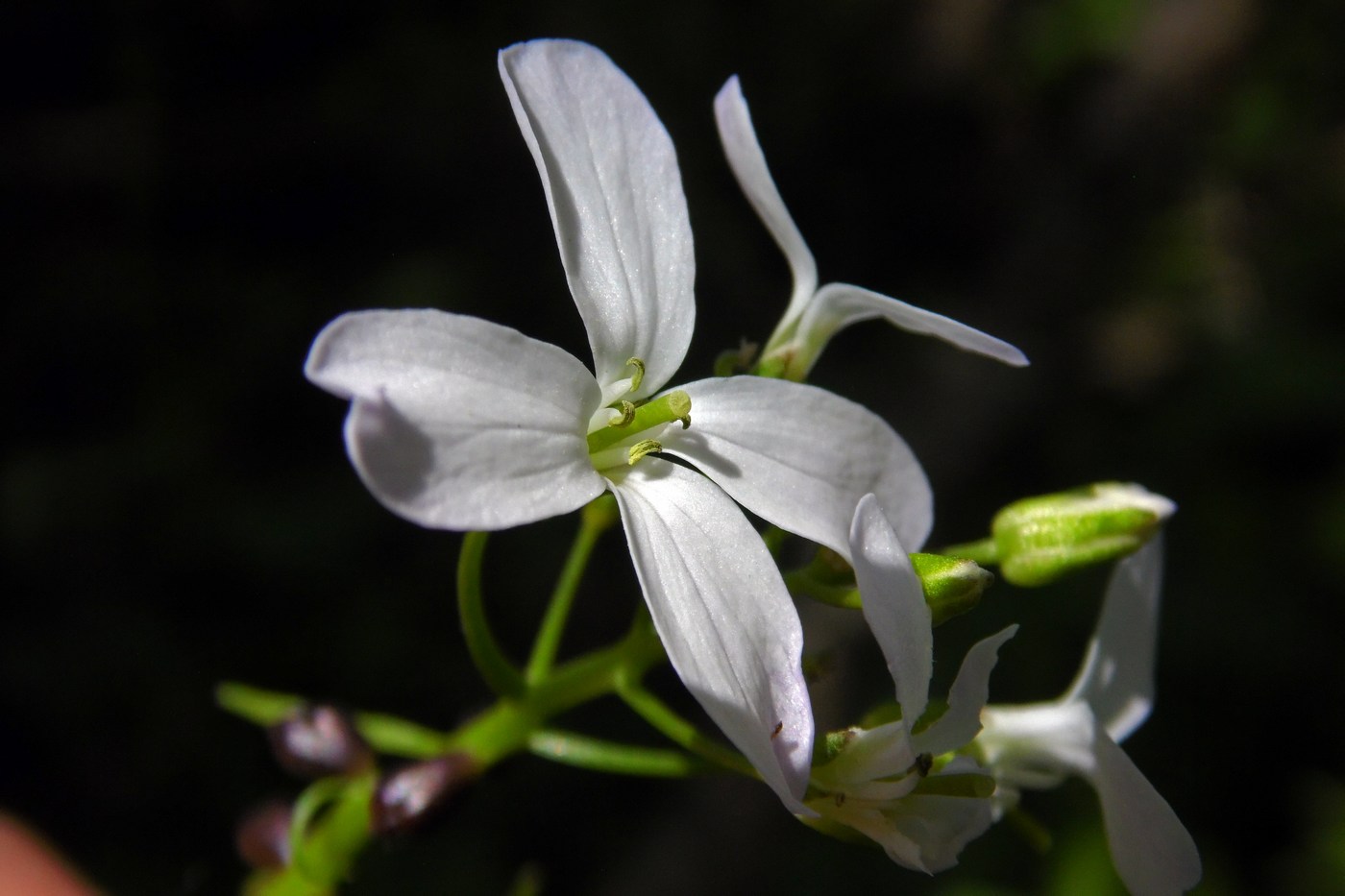 Image of Cardamine bulbifera specimen.