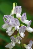 Vicia sylvatica